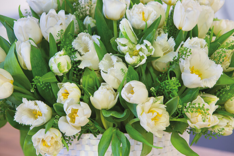 White Tulips, White Tulip, Tulips, Tulip, Spring Flowers