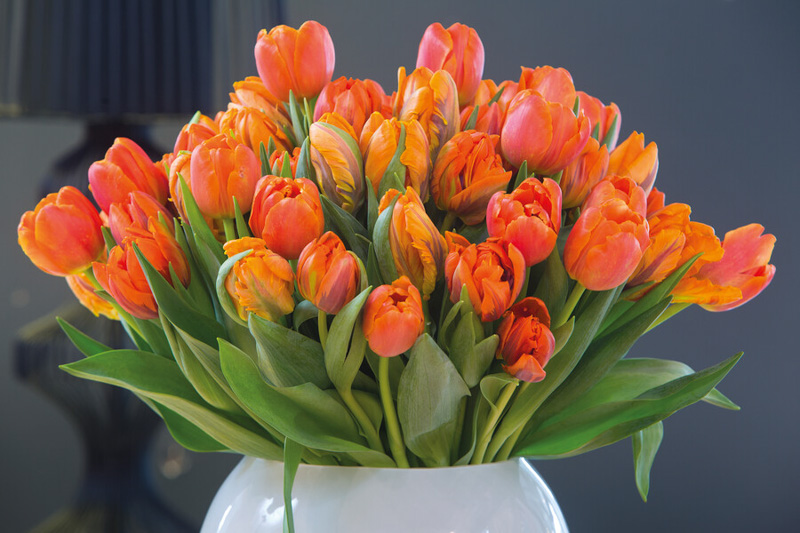 Tulips, Tulip, Tulip Flower, spring flowers, Tulip Bulbs