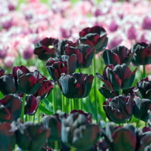 Tulip Paul Scherer, Black Tulip, Black Tulips, Tulips, Tulip, Tulip Flower, spring flowers, Tulip Bulbs