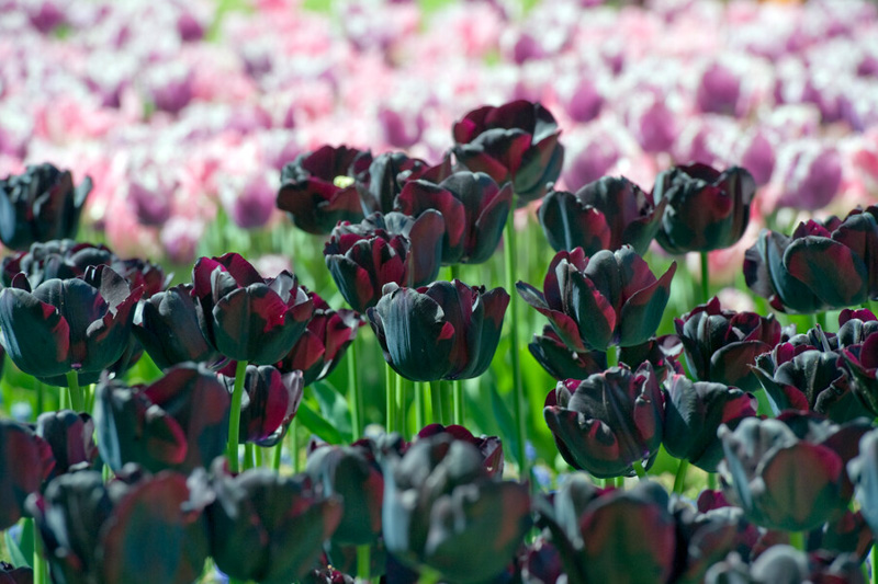 Tulip Paul Scherer, Black Tulip, Black Tulips, Tulips, Tulip, Tulip Flower, spring flowers, Tulip Bulbs