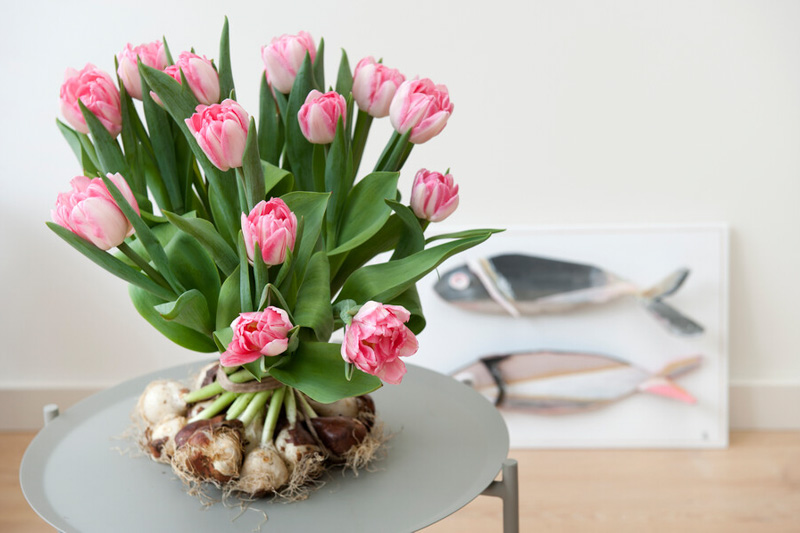 Pink tulips bringing romance and charm to a spring garden