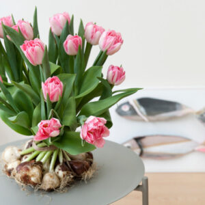 Pink Tulips, Pink Tulip, Tulip Foxtrot