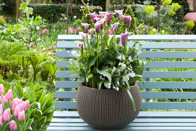 Calla Lily, Potted Calla Lily, Calla Lilies, Potted Calla Lilies