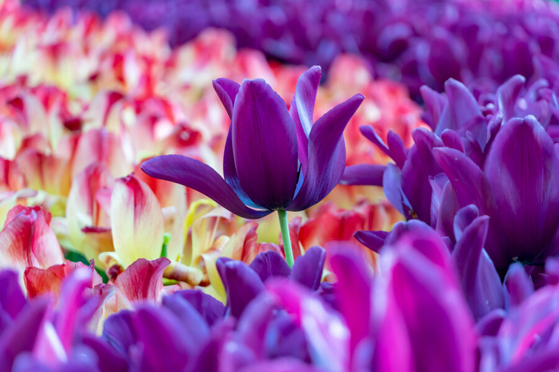 Tulip Mania, Tulip Fever, Tulips, Tulip, Tulip Flowers, Spring Flowers