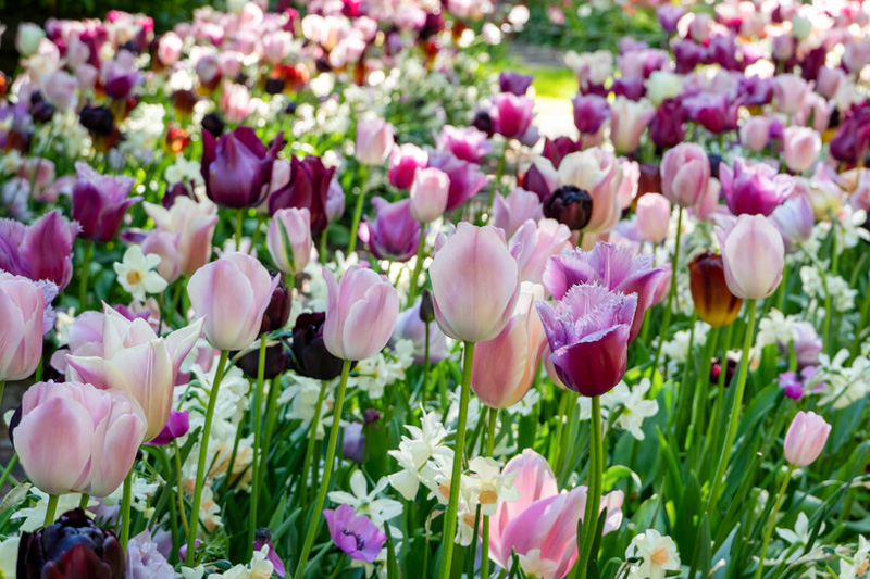 Tulips, Tulip, Tulip Flower, spring flowers, Tulip Bulbs
