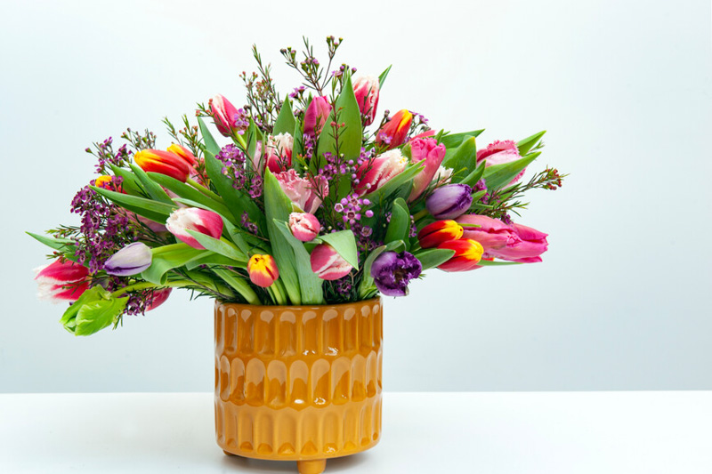 Tulips, Tulip, Tulip Flower, spring flowers, Tulip Bulbs