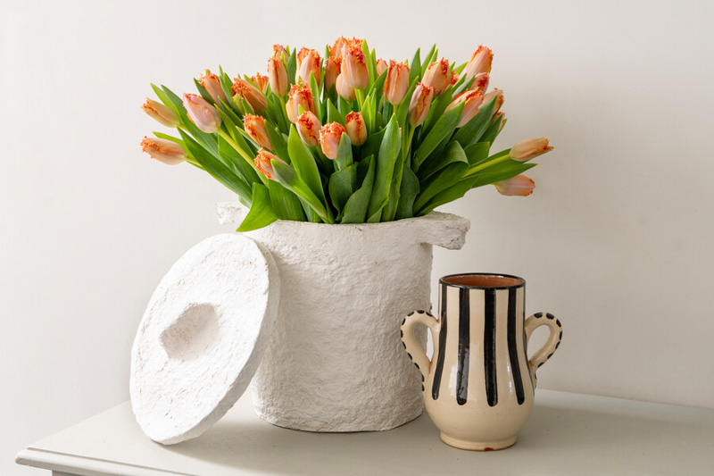 Tulips, Tulip, Tulip Flower, spring flowers, Tulip Bulbs