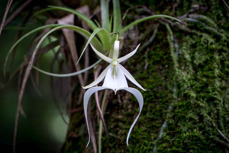 Ghost Orchid, Ghost Orchids, Dendrophylax lindenii, Florida Native, US Native plant