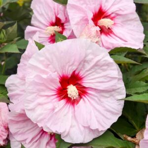 Hibiscus 'All Eyes on Me', Rose Mallow 'All Eyes on Me', Shrub Althea 'All Eyes on Me', Summerific Collection, Flowering Shrub, Pink flowers, Pink Hibiscus,