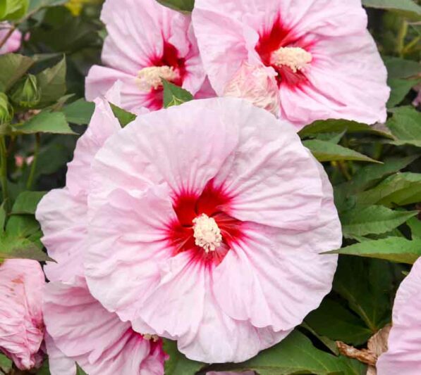 Hibiscus 'All Eyes on Me', Rose Mallow 'All Eyes on Me', Shrub Althea 'All Eyes on Me', Summerific Collection, Flowering Shrub, Pink flowers, Pink Hibiscus,