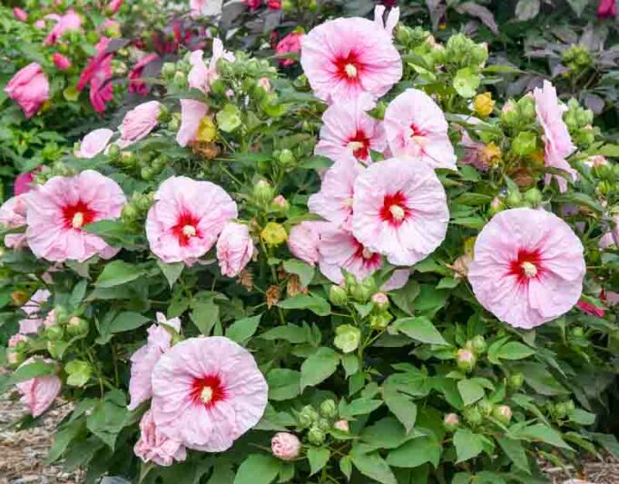 Dinner Plate Hibiscus, Hibiscus 'All Eyes on Me', Rose Mallow 'All Eyes on Me', Shrub Althea 'All Eyes on Me', Summerific Collection, Flowering Shrub, Pink flowers, Pink Hibiscus,