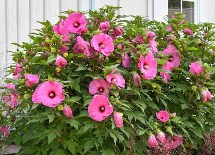 Hibiscus 'Candy Crush', Rose Mallow Candy Crush', Shrub Althea 'Candy Crush', Summerific Collection, Flowering Shrub, Pink flowers, Pink Hibiscus,
