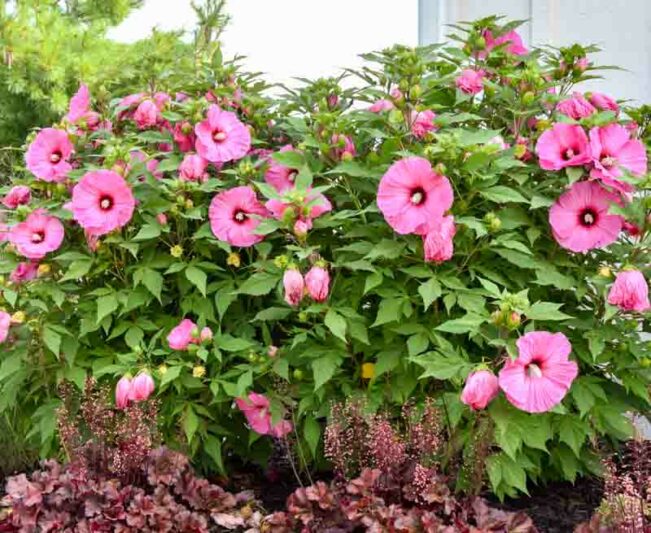 Hibiscus 'Candy Crush', Rose Mallow Candy Crush', Shrub Althea 'Candy Crush', Summerific Collection, Flowering Shrub, Pink flowers, Pink Hibiscus,