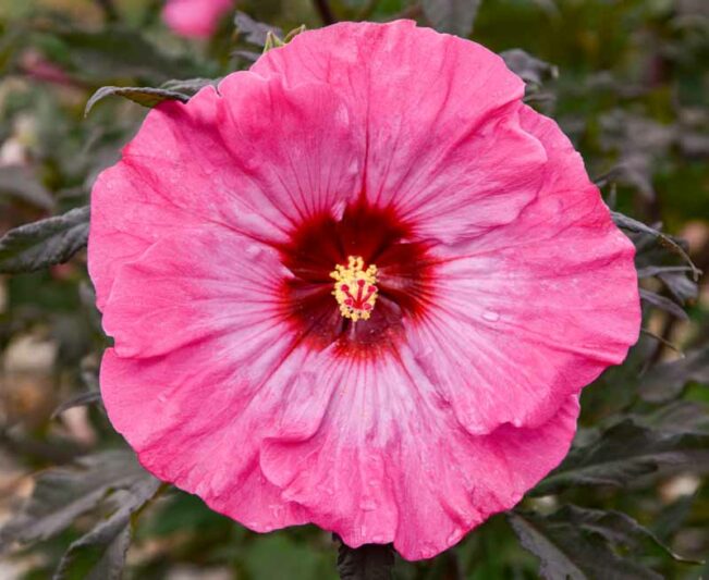 Hibiscus 'Inner Glow', Rose Mallow 'Inner Glow', Shrub Althea 'Inner Glow', Summerific Collection, Flowering Shrub, Pink flowers, Pink Hibiscus,