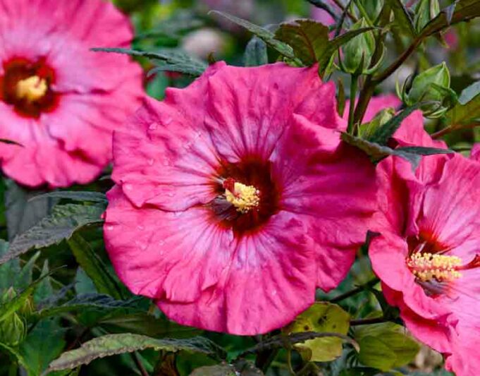 Hibiscus 'Inner Glow', Rose Mallow 'Inner Glow', Shrub Althea 'Inner Glow', Summerific Collection, Flowering Shrub, Pink flowers, Pink Hibiscus,