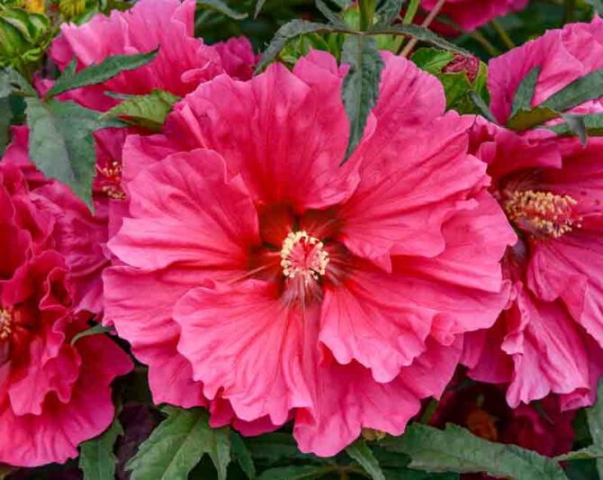 Hibiscus 'Watermelon Ruffles', Rose Mallow Watermelon Ruffles', Shrub Althea 'Watermelon Ruffles', Summerific Collection, Flowering Shrub, Pink flowers, Pink Hibiscus,