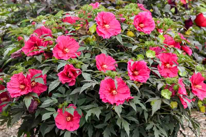 Hibiscus 'Watermelon Ruffles', Rose Mallow Watermelon Ruffles', Shrub Althea 'Watermelon Ruffles', Summerific Collection, Flowering Shrub, Pink flowers, Pink Hibiscus,