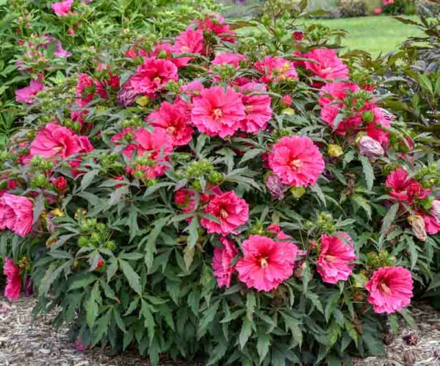 Hibiscus 'Watermelon Ruffles', Rose Mallow Watermelon Ruffles', Shrub Althea 'Watermelon Ruffles', Summerific Collection, Flowering Shrub, Pink flowers, Pink Hibiscus,