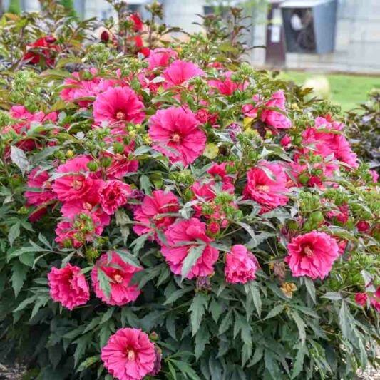 Hibiscus 'Watermelon Ruffles', Rose Mallow Watermelon Ruffles', Shrub Althea 'Watermelon Ruffles', Summerific Collection, Flowering Shrub, Pink flowers, Pink Hibiscus,