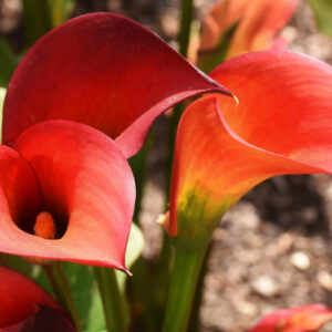 Red Alert Cally Lily, Calla Lily 'Red Alert', Zantedeschia Red Alert, Arum Lily 'Red Alert', Calla Lilies, Arum Lilies, Red Calla lilies