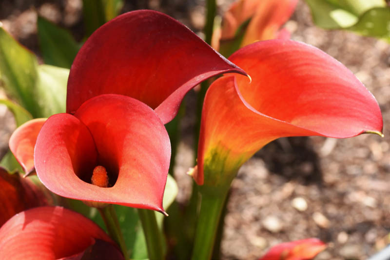 Red Alert Cally Lily, Calla Lily 'Red Alert', Zantedeschia Red Alert, Arum Lily 'Red Alert', Calla Lilies, Arum Lilies, Red Calla lilies
