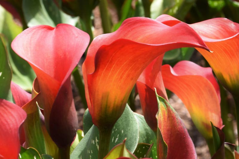 Red Alert Cally Lily, Calla Lily 'Red Alert', Zantedeschia Red Alert, Arum Lily 'Red Alert', Calla Lilies, Arum Lilies, Red Calla lilies