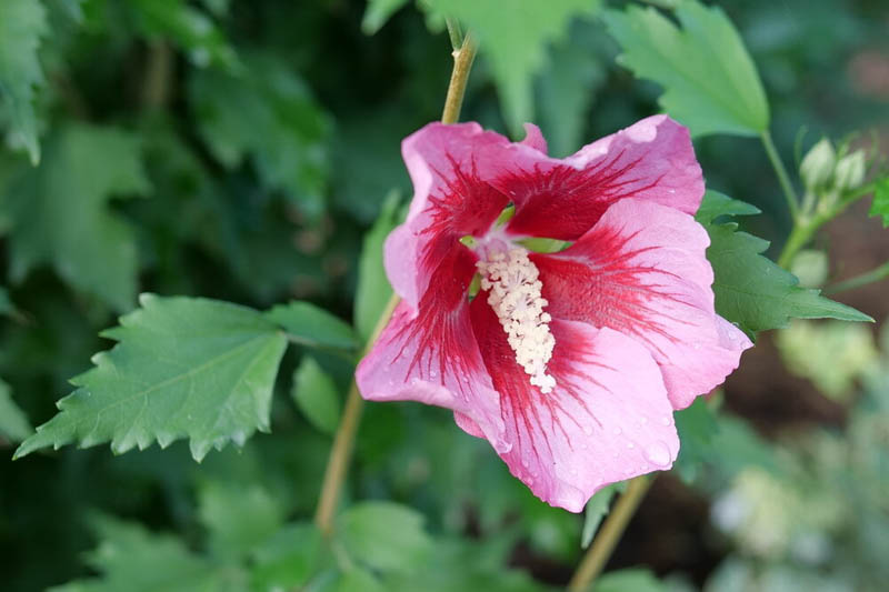Hibiscus syriacus Red Pillar, Rose of Sharon Red Pillar, Shrub Althea Red Pillar, Flowering Shrub, Red flowers, Red Hibiscus