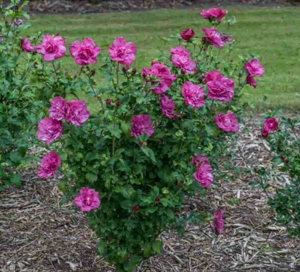 Hibiscus syriacus Magenta Chiffon®, Rose of Sharon Magenta Chiffon®, Shrub Althea Magenta Chiffon®, Flowering Shrub, Purple flowers, Purple Hibiscus