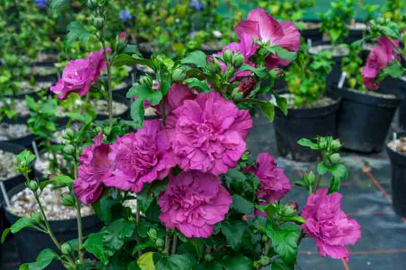 Hibiscus syriacus Magenta Chiffon®, Rose of Sharon Magenta Chiffon®, Shrub Althea Magenta Chiffon®, Flowering Shrub, Purple flowers, Purple Hibiscus