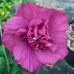 Hibiscus syriacus Magenta Chiffon®, Rose of Sharon Magenta Chiffon®, Shrub Althea Magenta Chiffon®, Flowering Shrub, Purple flowers, Purple Hibiscus
