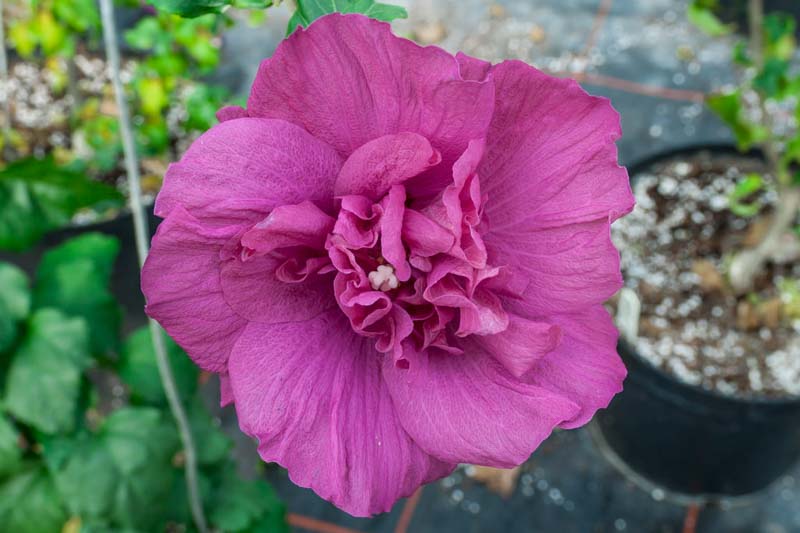 Hibiscus syriacus Magenta Chiffon®, Rose of Sharon Magenta Chiffon®, Shrub Althea Magenta Chiffon®, Flowering Shrub, Purple flowers, Purple Hibiscus