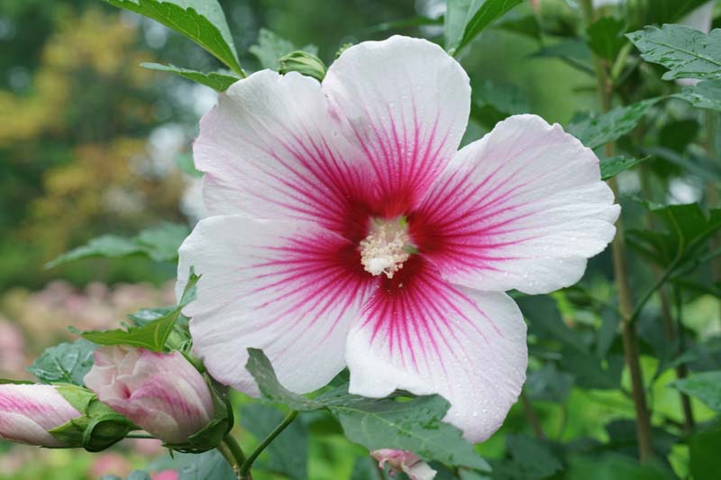 Hibiscus Paraplu Pink Ink®, Rose of Sharon s Paraplu Pink Ink, Shrub Althea s Paraplu Pink Ink, Flowering Shrub, Pink flowers, Pink Hibiscus