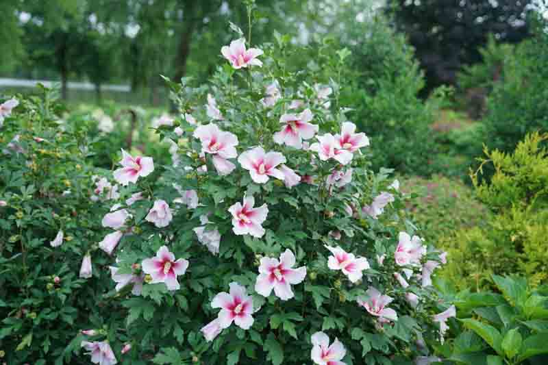 Hibiscus Paraplu Pink Ink®, Rose of Sharon s Paraplu Pink Ink, Shrub Althea s Paraplu Pink Ink, Flowering Shrub, Pink flowers, Pink Hibiscus