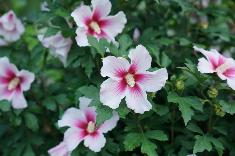 Hibiscus Paraplu Pink Ink®, Rose of Sharon s Paraplu Pink Ink, Shrub Althea s Paraplu Pink Ink, Flowering Shrub, Pink flowers, Pink Hibiscus