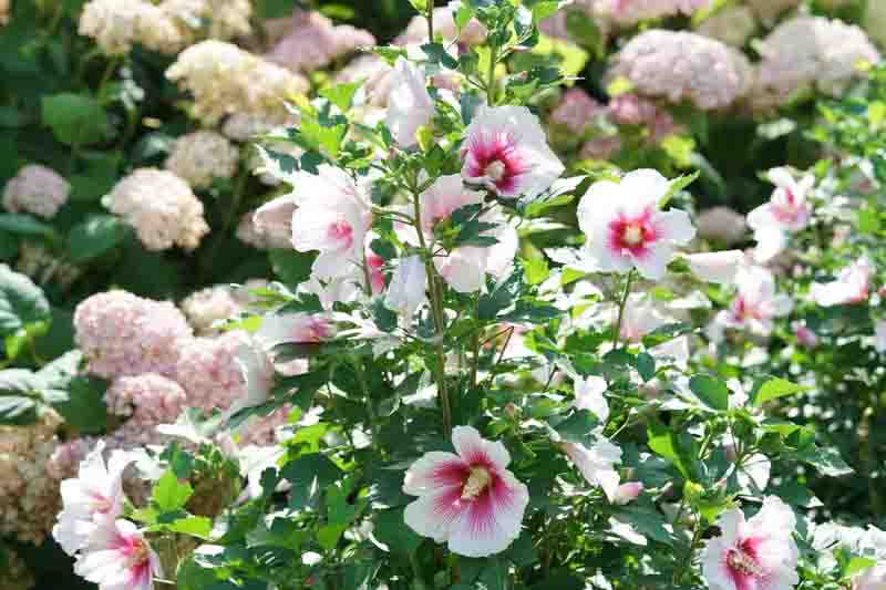 Hibiscus Paraplu Pink Ink®, Rose of Sharon s Paraplu Pink Ink, Shrub Althea s Paraplu Pink Ink, Flowering Shrub, Pink flowers, Pink Hibiscus