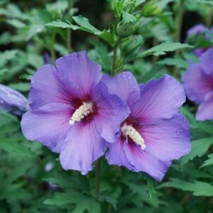 Hibiscus Paraplu Violet®, Rose of Sharon s Paraplu Violet, Shrub Althea s Paraplu Violet, Flowering Shrub, Purple flowers, Purple Hibiscus
