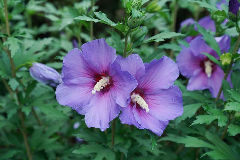 Hibiscus Paraplu Violet®, Rose of Sharon s Paraplu Violet, Shrub Althea s Paraplu Violet, Flowering Shrub, Purple flowers, Purple Hibiscus