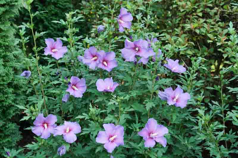 Hibiscus Paraplu Violet®, Rose of Sharon s Paraplu Violet, Shrub Althea s Paraplu Violet, Flowering Shrub, Purple flowers, Purple Hibiscus