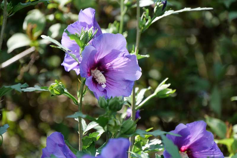 Hibiscus Paraplu Violet®, Rose of Sharon s Paraplu Violet, Shrub Althea s Paraplu Violet, Flowering Shrub, Purple flowers, Purple Hibiscus