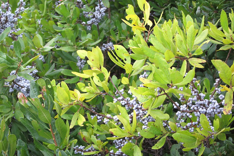Myrica pensylvanica, Bayberry, Candleberry, Northern Bayberry, Swamp Candleberry, Morella pensylvanica