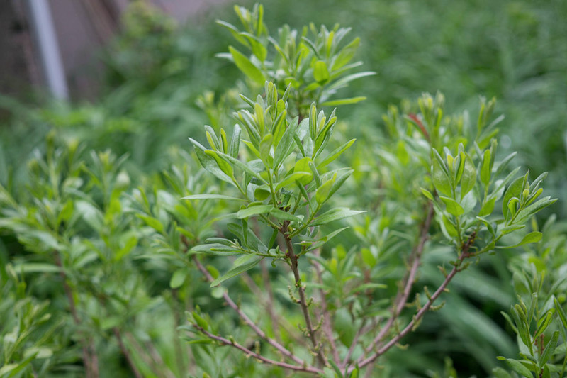 Myrica pensylvanica, Bayberry, Candleberry, Northern Bayberry, Swamp Candleberry, Morella pensylvanica