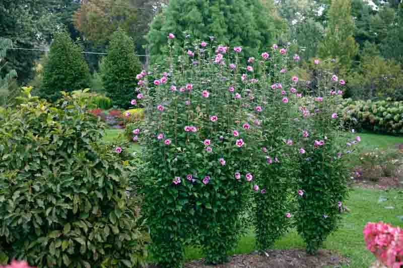 Hibiscus syriacus Purple Pillar, Rose of Sharon Purple Pillar, Shrub Althea Purple Pillar, Flowering Shrub, Purple flowers, Purple Hibiscus