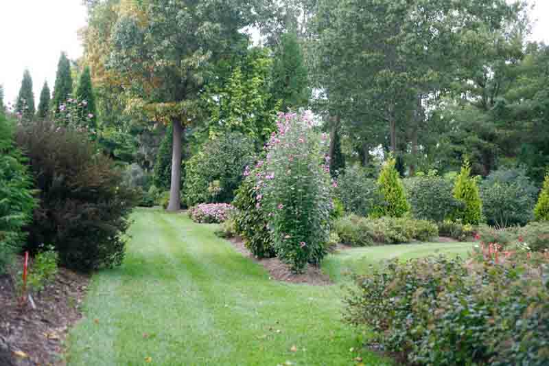 Hibiscus syriacus Purple Pillar, Rose of Sharon Purple Pillar, Shrub Althea Purple Pillar, Flowering Shrub, Purple flowers, Purple Hibiscus