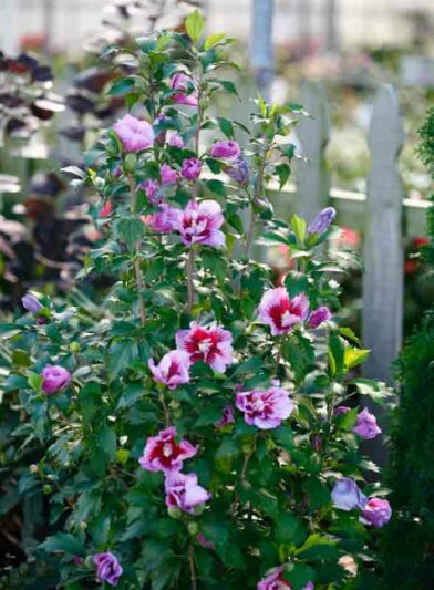 Hibiscus syriacus Purple Pillar, Rose of Sharon Purple Pillar, Shrub Althea Purple Pillar, Flowering Shrub, Purple flowers, Purple Hibiscus