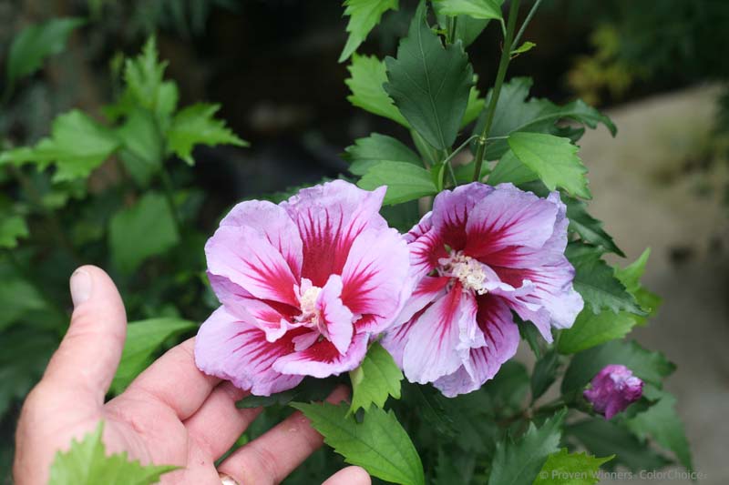 Hibiscus syriacus Purple Pillar, Rose of Sharon Purple Pillar, Shrub Althea Purple Pillar, Flowering Shrub, Purple flowers, Purple Hibiscus