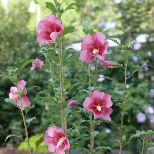Hibiscus syriacus Red Pillar, Rose of Sharon Red Pillar, Shrub Althea Red Pillar, Flowering Shrub, Red flowers, Red Hibiscus