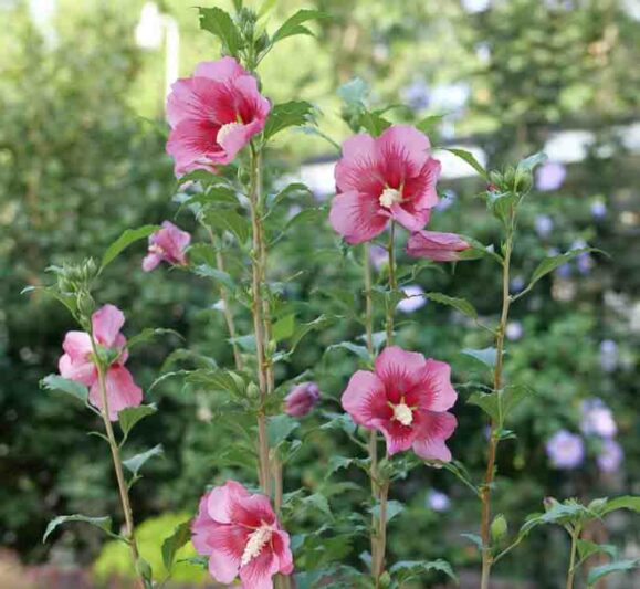 Hibiscus syriacus Red Pillar, Rose of Sharon Red Pillar, Shrub Althea Red Pillar, Flowering Shrub, Red flowers, Red Hibiscus