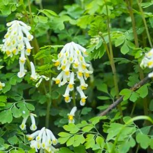 White Corydalis, Pale Corydalis, White Fumitory, Corydalis ochroleuca
