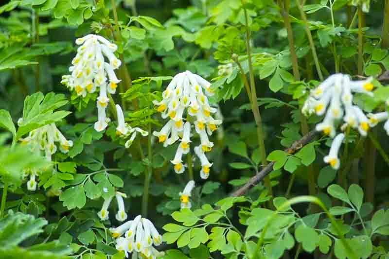 White Corydalis, Pale Corydalis, White Fumitory, Corydalis ochroleuca