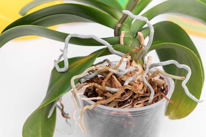How to repot an orchid, Repotting an orchid, Orchid, Orchids, Orchid Care